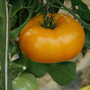 Tomate Jaune Saint Vincent