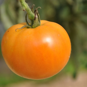 Tomate La Carotina