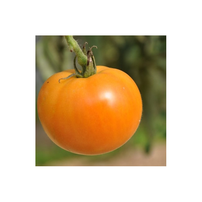 Tomate La Carotina