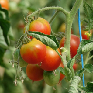 Tomate Précoce de Quimper