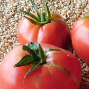 Tomate Rose de Berne