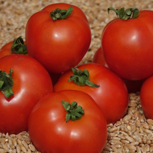 Tomate Rotkäppchen ("Petit Chaperon Rouge")