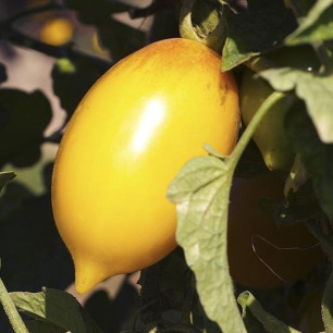 Tomate Téton de Vénus Jaune