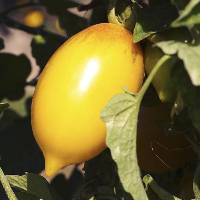 Tomate Téton de Vénus Jaune