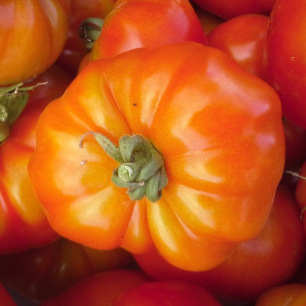 Tomato "Triomphe de Liège"