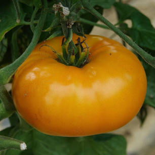 Tomate Yellow Giant Belgium