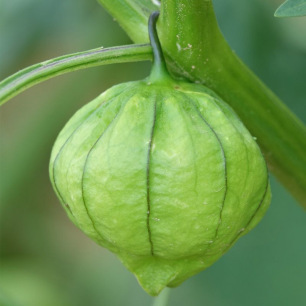 Tomatillo du Mexique Cisneros