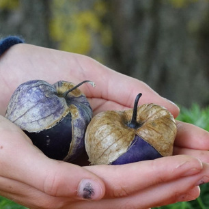 Tomatillo Purple