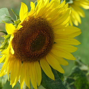 Tournesol Grand Jaune