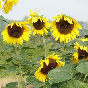 Tournesol Mammoth