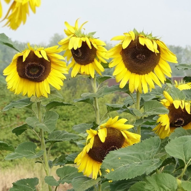 Tournesol Mammoth Tournesol Mammoth