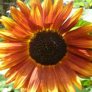Tournesol Velvet Queen