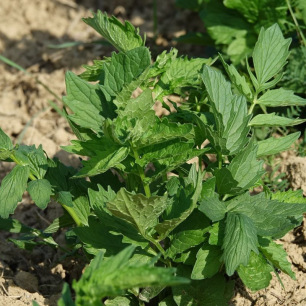 Valériane Officinale