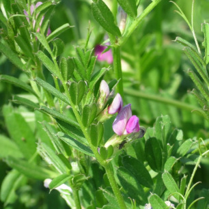Vesce d'Eté (Vesce Cultivée)