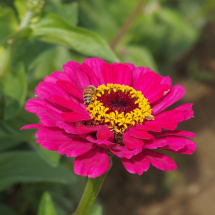 Zinnia Carroussel