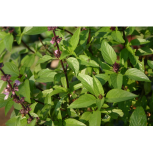 Thai Basil