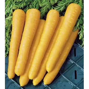 Carotte Yellow Belgian