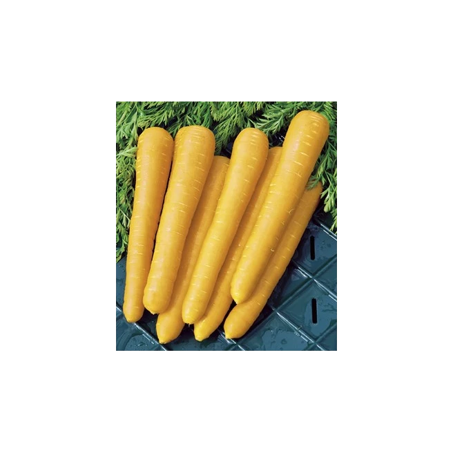 Carotte Yellow Belgian