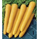 Carotte Yellow Belgian