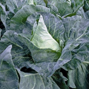 Chou Cabus Blanc Pointu de Châteaurenard