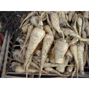 Pastinaak de Guernesey