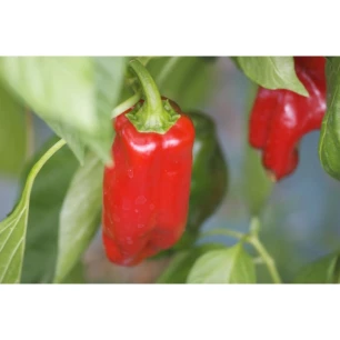 Poivron Rosso