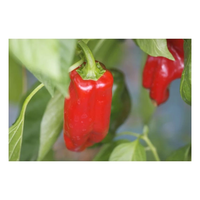 Poivron Rosso