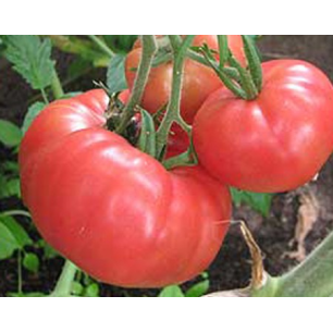 Tomato Brandywine