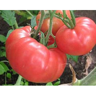 Tomate Brandywine