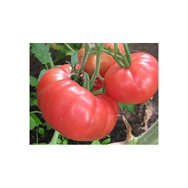 Tomate Brandywine