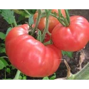 Tomate Brandywine