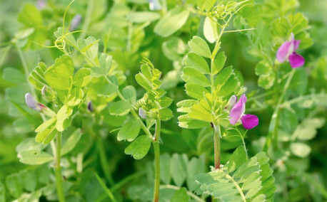 Les engrais verts : des alliés incontournables pour votre potager