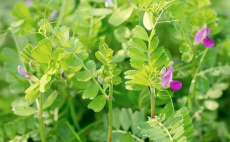 Les engrais verts : des alliés incontournables pour votre potager