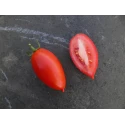 Tomate Prolifique de Falisolle