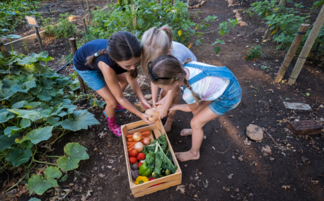 August in the vegetable garden