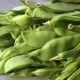 Haricot à Rame Mangetout Helda