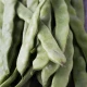 Haricot à Rame Mangetout Helda