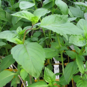 Basilic Citron