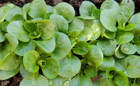 Septembre au potager