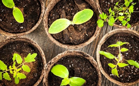 Les différentes méthodes de semis pour réussir votre potager