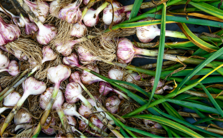 Our tips for growing autumn garlic and onions successfully