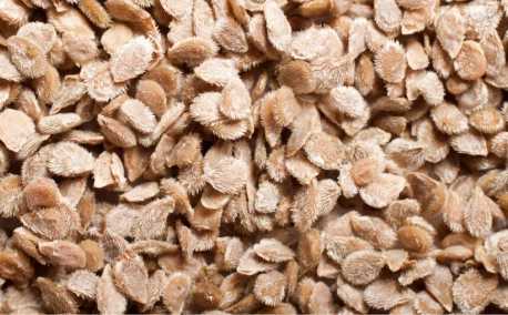 Variétés reproductibles vs hybrides F1 : comprendre la différence