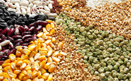 Comment bien conserver ses semences