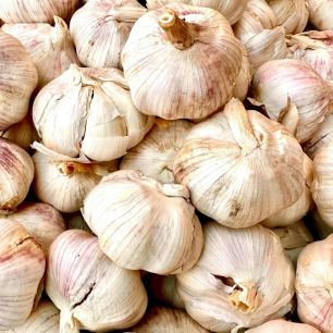 Herfst-Knoflook Thermidrôme
