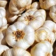 Herfst-Knoflook Thermidrôme