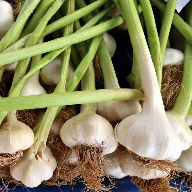 Herfst-Knoflook Thermidrôme