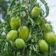 Tomate Purple Russian