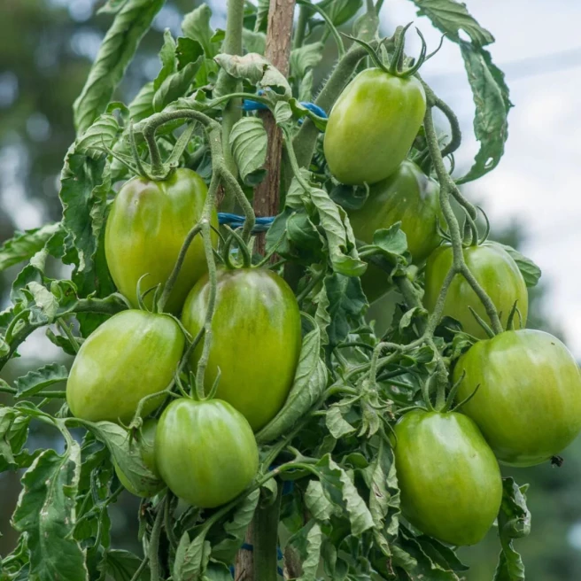 Tomate Purple Russian