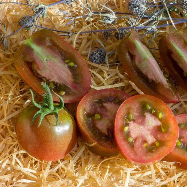 Tomate Purple Russian