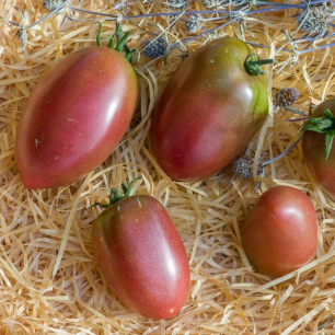 Tomate Purple Russian